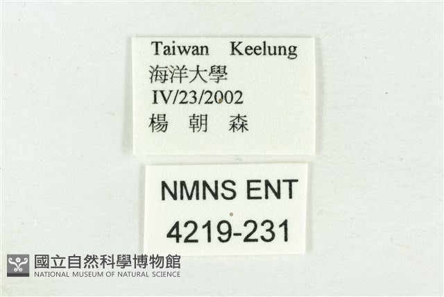 達邦波眼蝶藏品圖，第3張