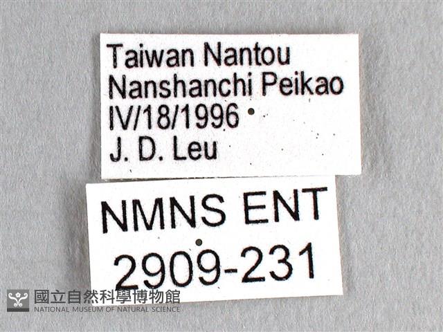 劍鳳蝶藏品圖，第3張