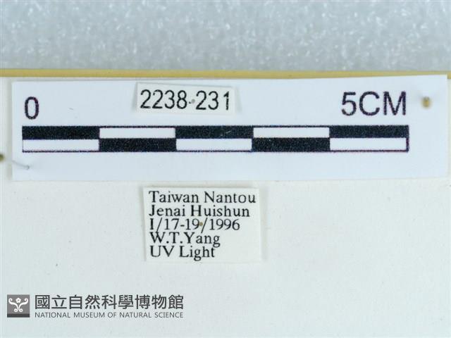 粉蝶燈蛾藏品圖，第3張