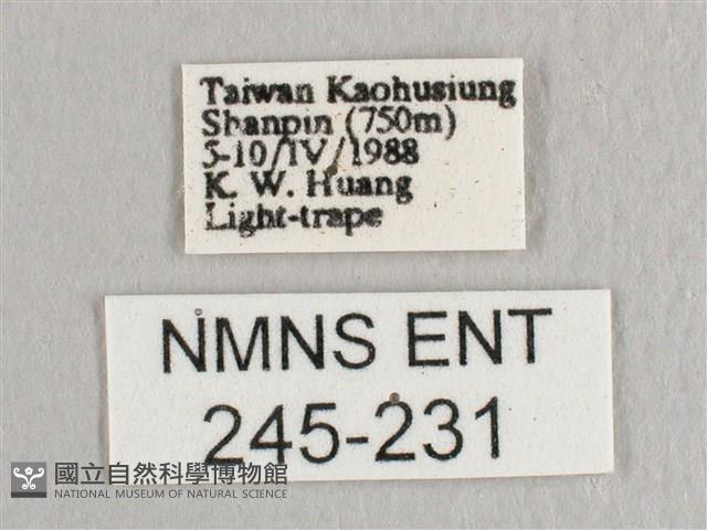 接骨木帶鉤蛾藏品圖，第3張