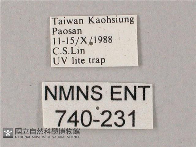 藏斜紋天蛾藏品圖，第3張