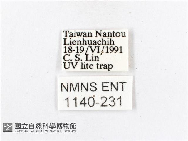 木毒蛾藏品圖，第3張