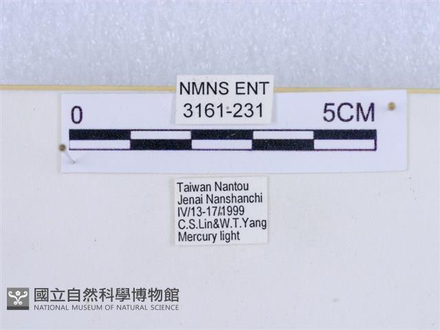 巨網燈蛾藏品圖，第3張