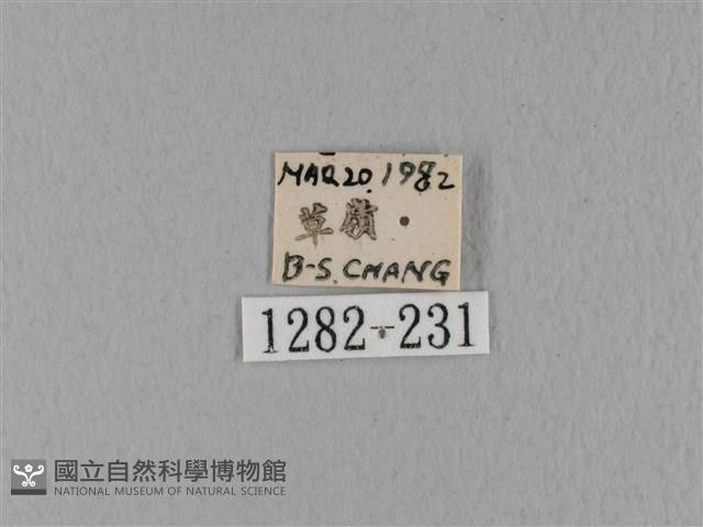 緣斑枯葉蛾藏品圖，第3張