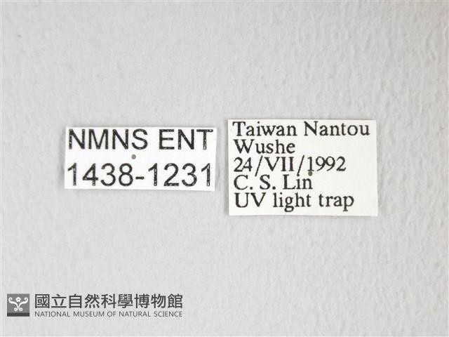 圓翅大鉤蛾藏品圖，第3張