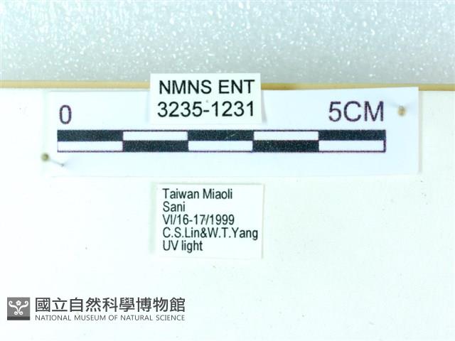 粉蝶燈蛾藏品圖，第3張