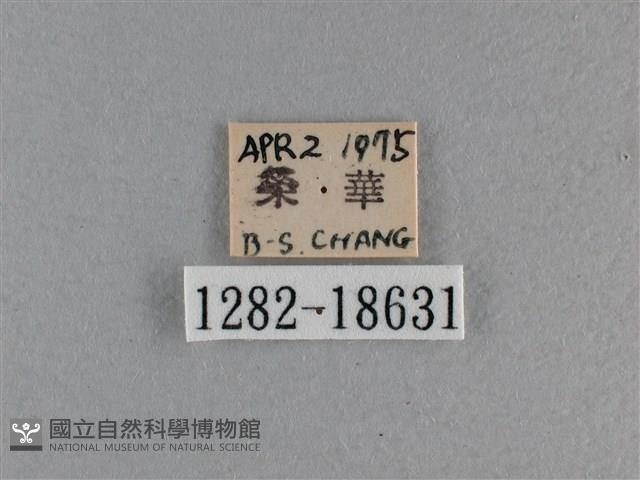 竹橙斑弄蝶藏品圖，第3張