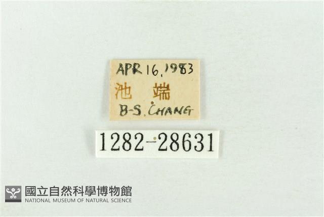 連珠波紋蛾藏品圖，第3張