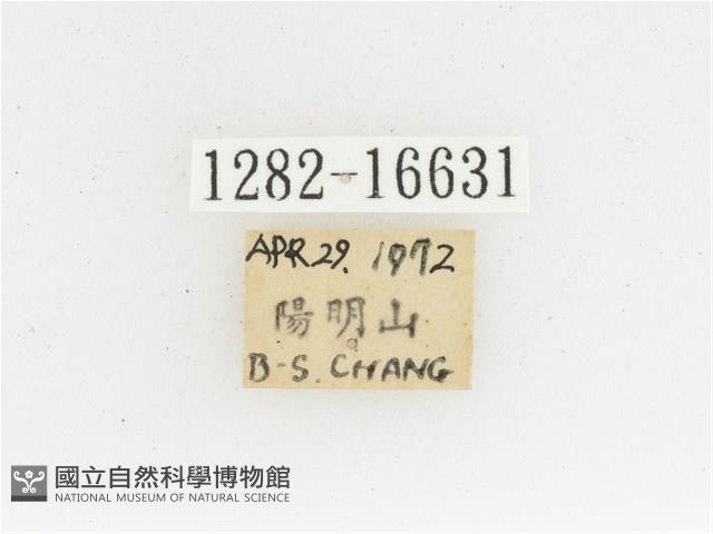 黃肩長腳花金龜藏品圖，第2張