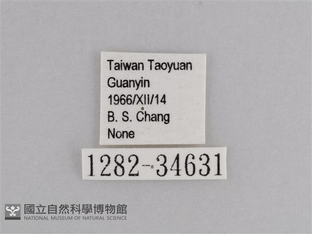 樺斑蝶藏品圖，第3張