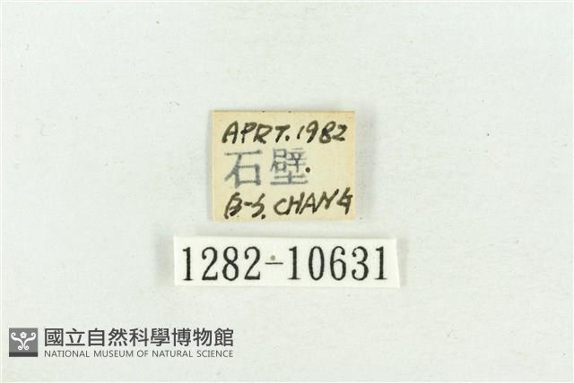 紅暈散紋夜蛾藏品圖，第3張