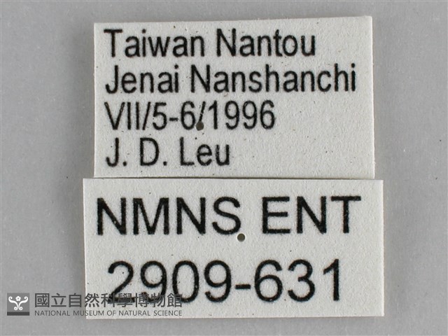 細帶環蛺蝶藏品圖，第3張