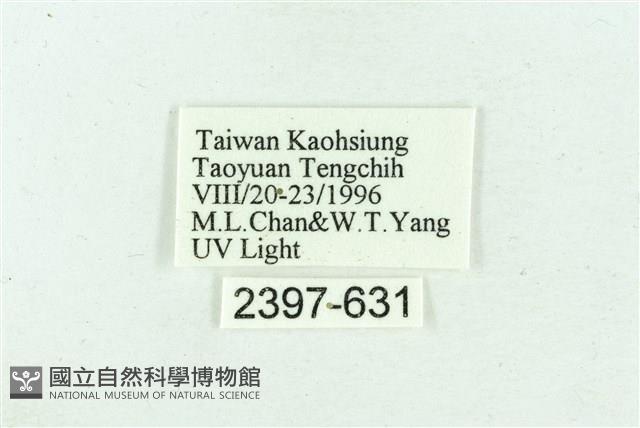 臺雪苔蛾藏品圖，第3張