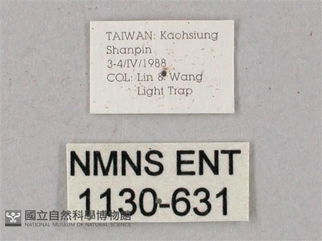 臺灣缺角天蛾藏品圖，第3張