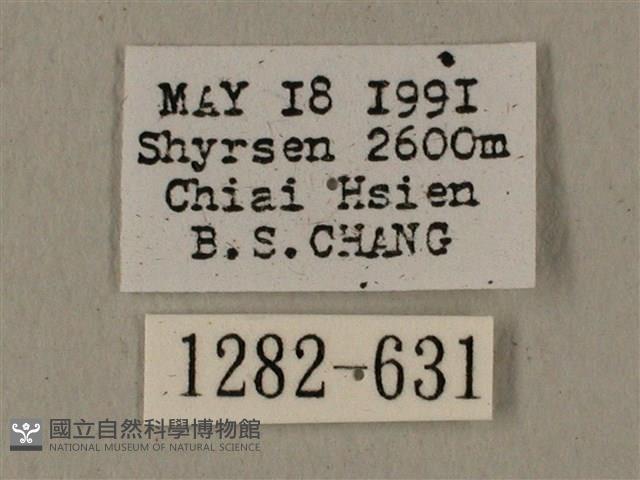 全緣缺角天蛾藏品圖，第3張