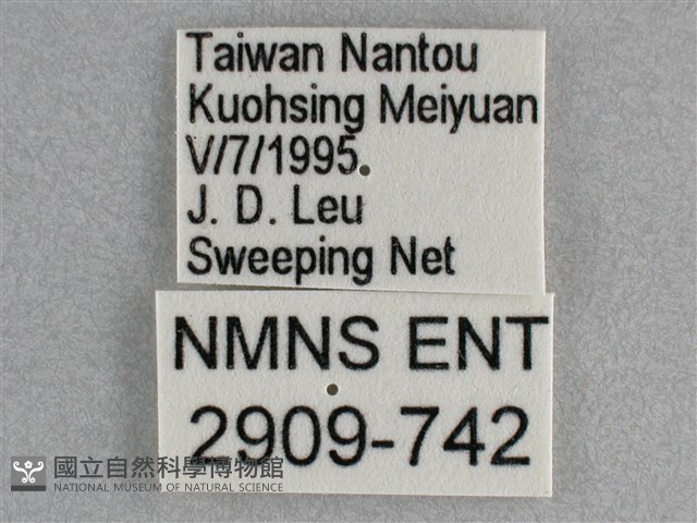細帶環蛺蝶藏品圖，第3張