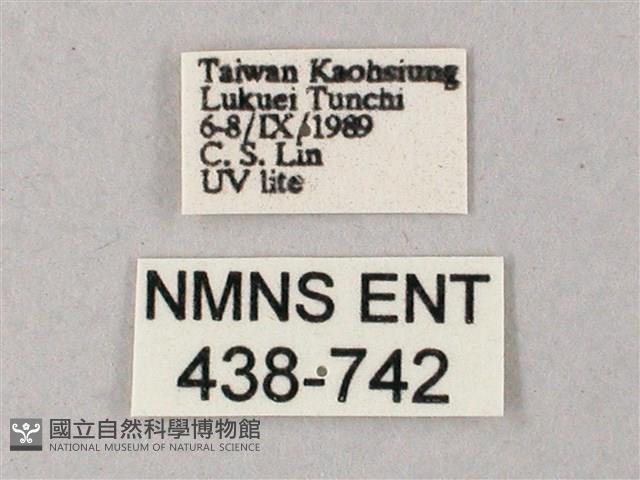 雙斑白肩天蛾藏品圖，第3張