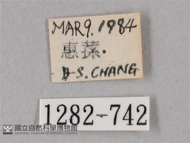 榆綠天蛾藏品圖，第3張