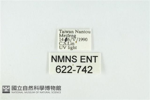 寬紋黃毒蛾藏品圖，第3張