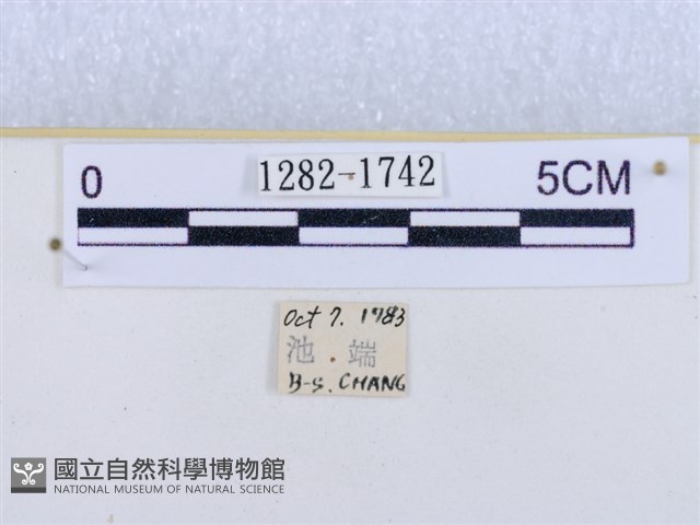 閃光苔蛾藏品圖，第3張