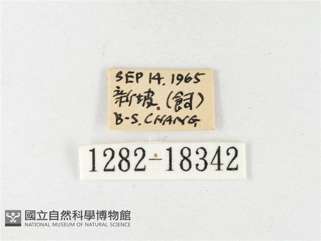 島嶼黃蝶、江崎黃蝶藏品圖，第3張