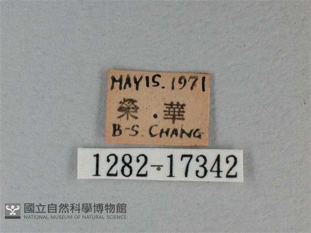 白裳貓蛺蝶藏品圖，第3張