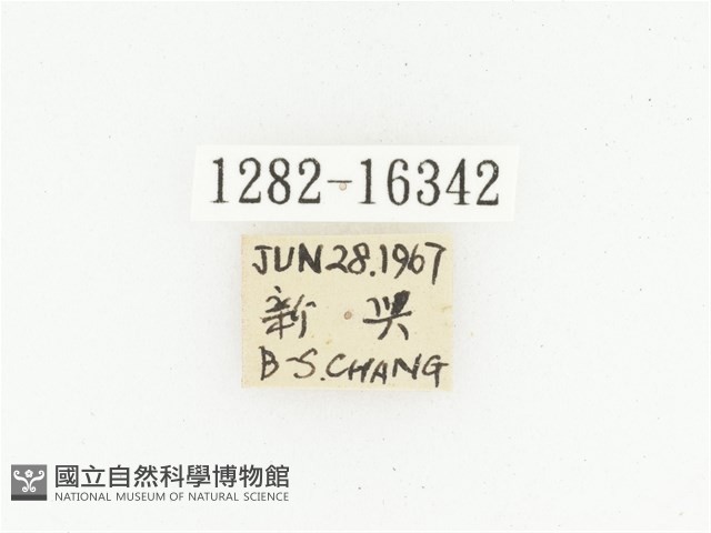 橫斑黑花金龜藏品圖，第2張