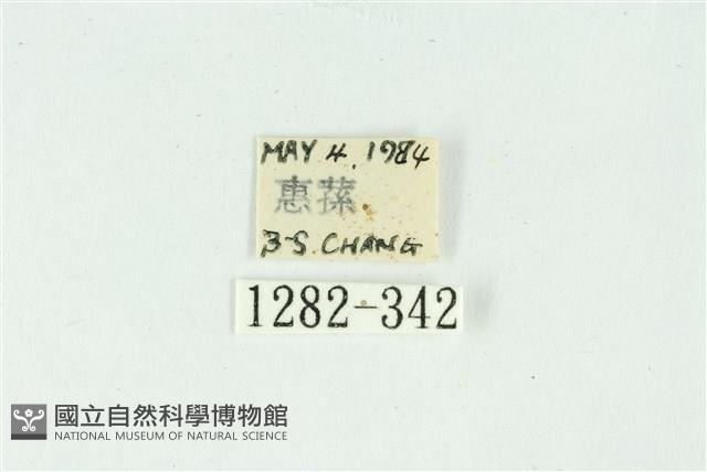 白斑散紋夜蛾藏品圖，第3張