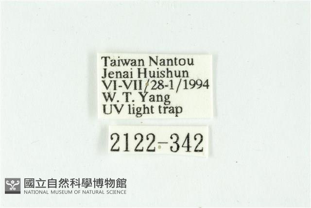 白斑散紋夜蛾藏品圖，第3張