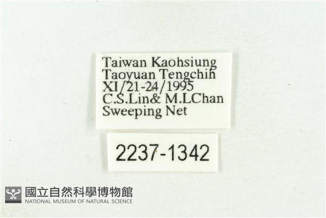 三斑虎灰蝶藏品圖，第3張