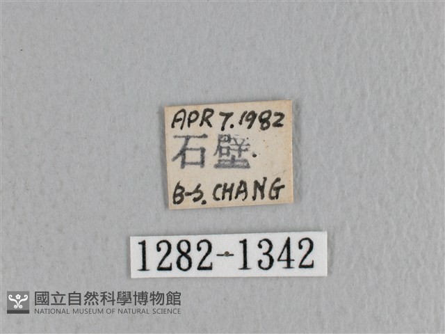 薄翅枯葉蛾藏品圖，第3張