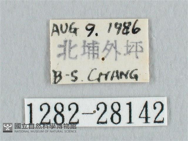 鉛斑帶鉤蛾藏品圖，第3張