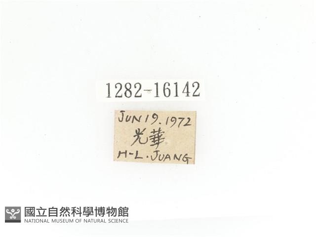 金艷騷金龜藏品圖，第2張