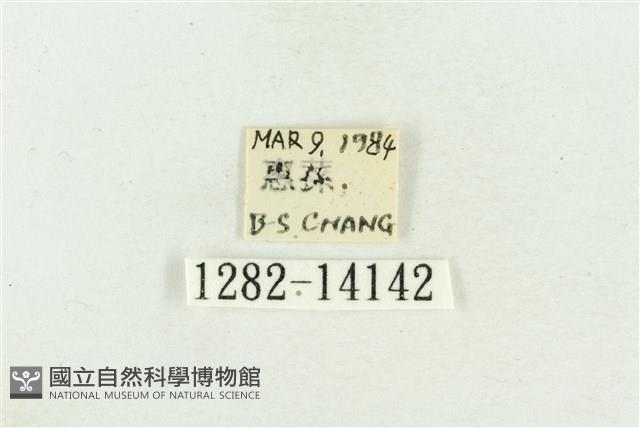 弧角散紋夜蛾藏品圖，第3張