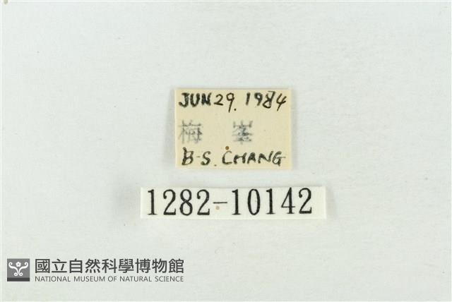 圍異波紋蛾藏品圖，第3張