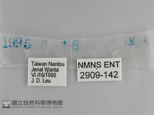 藍紋鋸眼蝶藏品圖，第3張