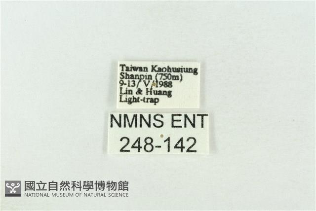 基褐綠刺蛾藏品圖，第3張