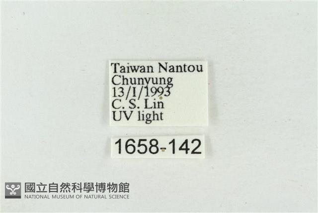 素木氏美波紋蛾藏品圖，第3張