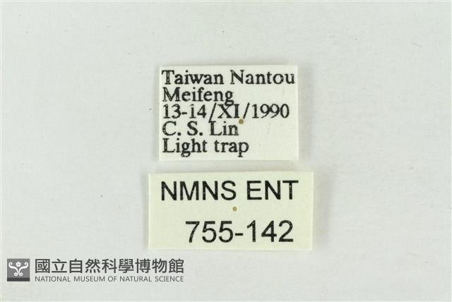 印華波紋蛾藏品圖，第3張