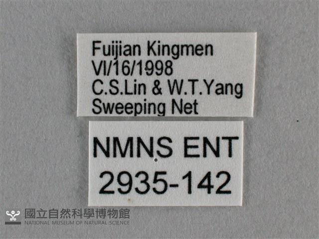 細灰蝶藏品圖，第3張