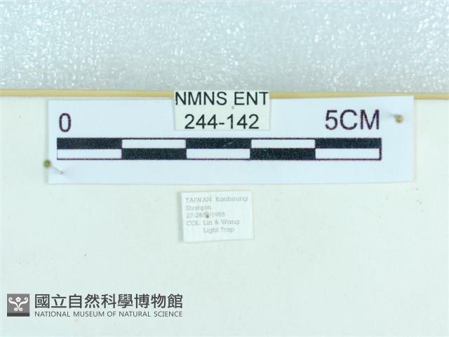粉蝶燈蛾藏品圖，第3張