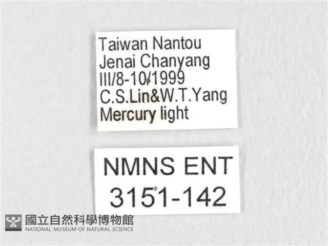 銀肩枯葉蛾藏品圖，第3張