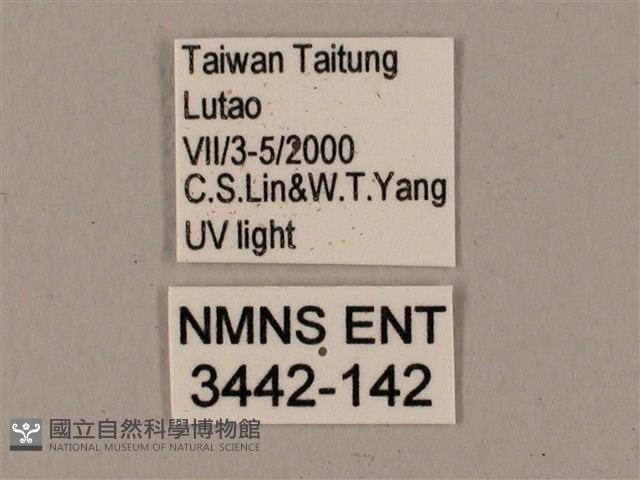 姬缺角天蛾藏品圖，第3張