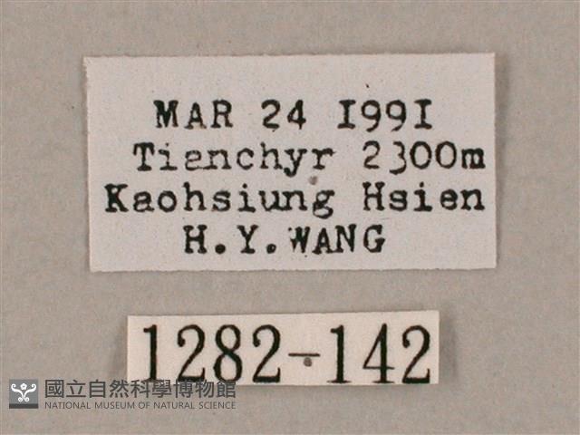 井上氏絨毛天蛾藏品圖，第3張