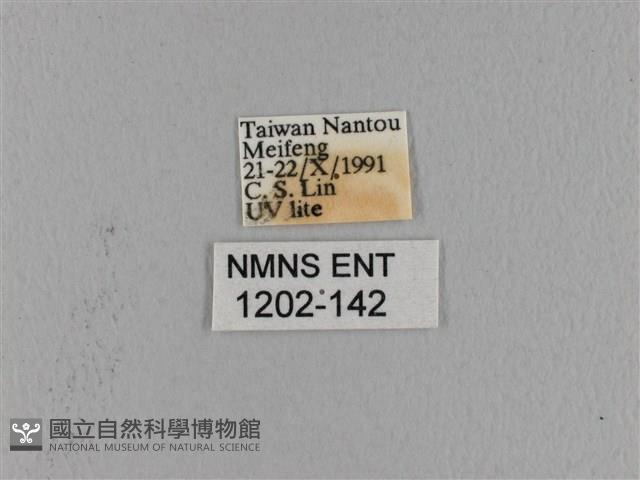 波紋枯葉蛾藏品圖，第3張