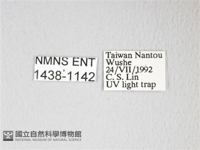 圓翅大鉤蛾藏品圖，第3張