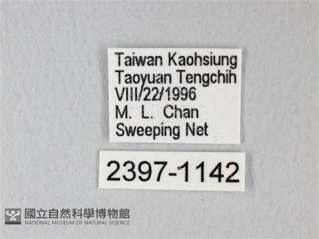 淡青雅波灰蝶藏品圖，第3張
