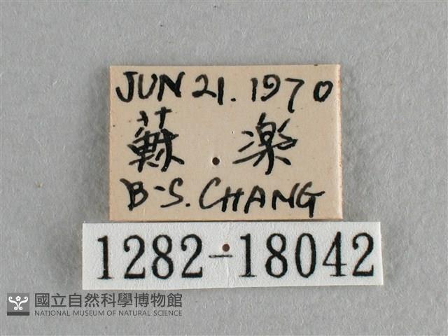 異色尖粉蝶藏品圖，第3張