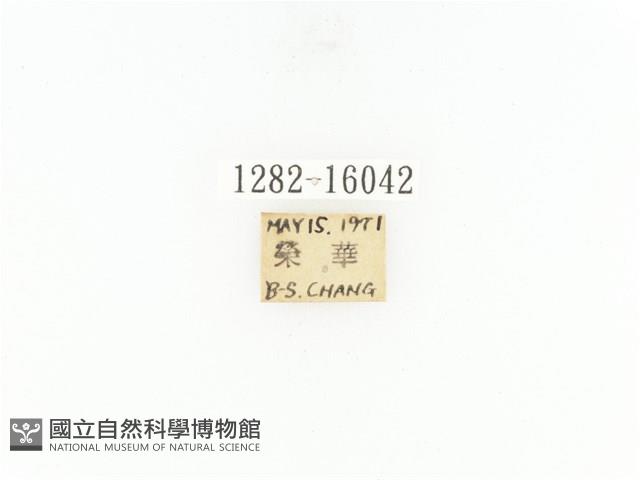 臺灣角金龜藏品圖，第2張