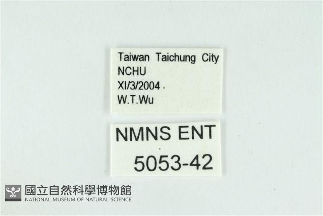 折列藍灰蝶沖繩亞種藏品圖，第3張